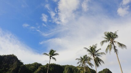 Obraz premium Tree blue sky, tree top against blue sky on a sunny day. Nature Indonesia