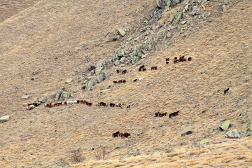 wild horses in the steppes