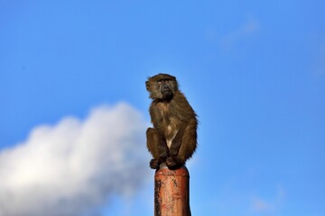 高いポールに登って見上げるアヌビスヒヒの子供