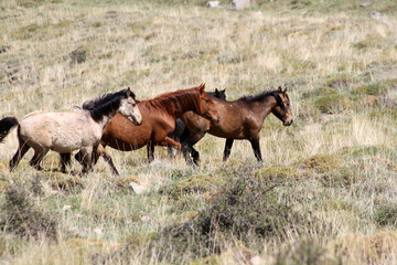 Naklejka na ściany i meble wild horses in the steppes