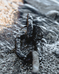 Chaîne d'amarrage rouillé immerger dans l'eau au bord de la plage de Saint Victor sur Loire