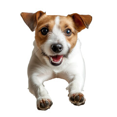 jack russel puppy jumping in the studio on transparent background - obrazy, fototapety, plakaty