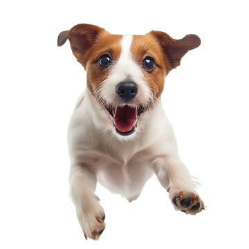 jack russel puppy jumping in the studio on transparent background
