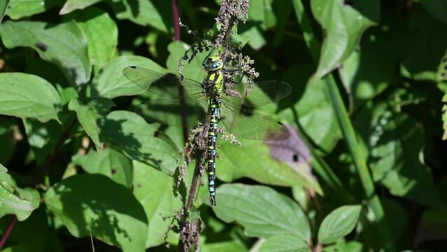 Aeshna cyanea maschio posato in mezzo alle ortiche