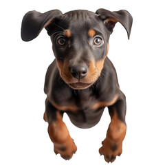doberman pup jumping in the studio