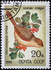 Soviet Union, circa 1981: USSR post stamp.Series songbirds.The bird (Reed parrotbill).Circa 1981