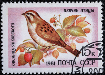 Soviet Union, circa 1981: USSR post stamp.Series songbirds.The bird Oatmeal Jankowsk.Circa 1981