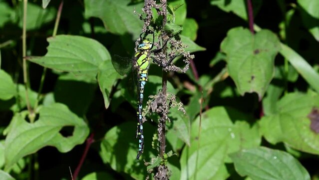 Aeshna cyanea maschio posato in mezzo alle ortiche