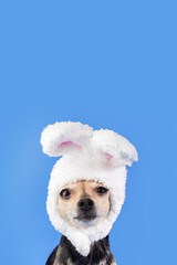 Dog wearing bunny ears, Easter holiday, small toy terrier in a traditional spring costume, canine fun