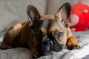 French bulldog. Decorative dog. Fighting, hunting dog. Pet. Clothes for the animal.