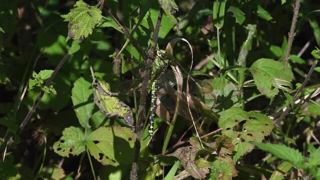 Aeshna cyanea femmina posata in mezzo alle ortiche