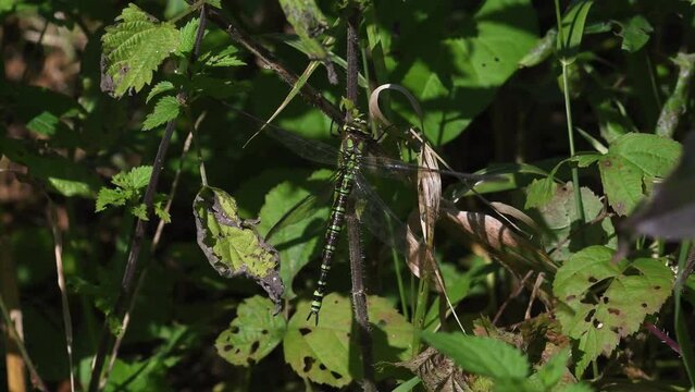Aeshna cyanea femmina posata in mezzo alle ortiche