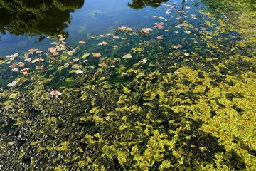 真夏の濠の水を覆う水草