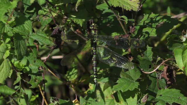 Aeshna cyanea femmina posata in mezzo alle ortiche