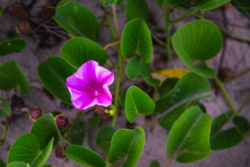 Obraz na płótnie Canvas Pink flower on the sand dunes