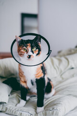 Calico cat with a protective veterinarian cone sits on a bed.