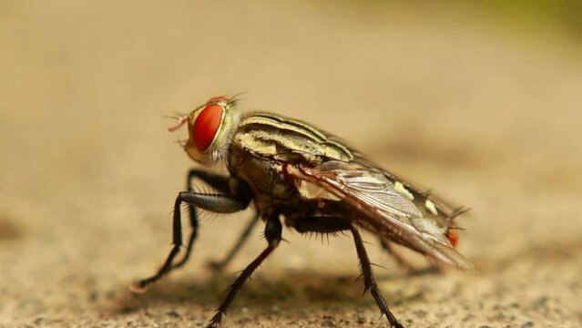 Musca domestica or housefly called housefly is a species of insect that is found throughout the world carrying salmonella and E-coli bacteria which cause cholera, fever, even hepatitis and dysentery