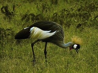 grey crowned crane