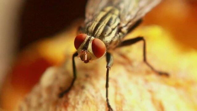 macro fly eyes red close up video