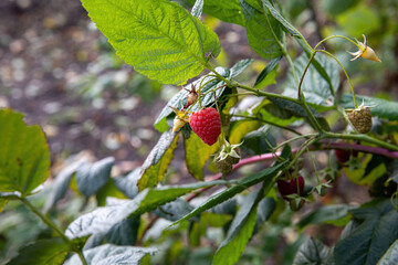 Garden strawberries in autumn in the garden.