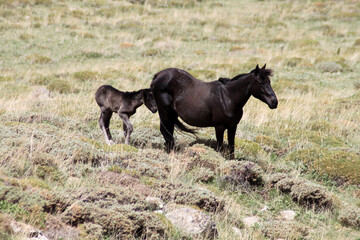 Fototapeta na wymiar wild horses in the steppes