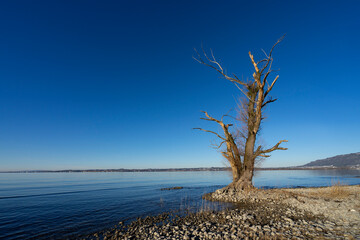 dead tree on the shore of lake constance in winter with clear weather