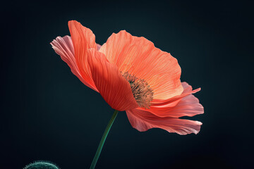 A single opium poppy mockup against a black background. - obrazy, fototapety, plakaty