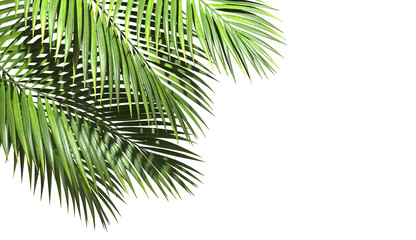 Green palm leaves realistic corner layout on transparent backgrounds 3d illustrations png - obrazy, fototapety, plakaty