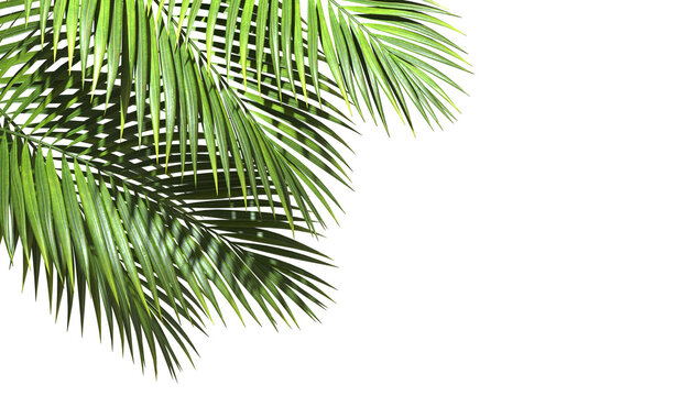 Green palm leaves realistic corner layout on transparent backgrounds 3d illustrations png