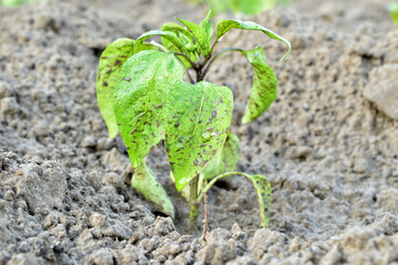 The soil with a small bean sprouts, close up