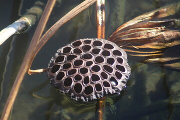 dried lotus flower