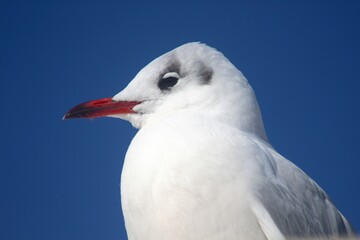 black-headed gull
