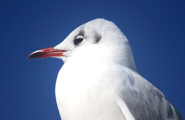 black-headed gull