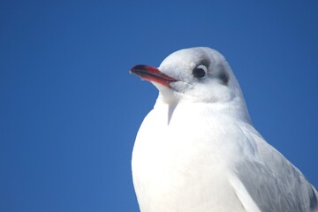 black-headed gull