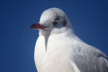 black-headed gull