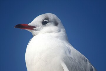 black-headed gull
