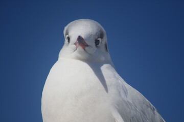 black-headed gull