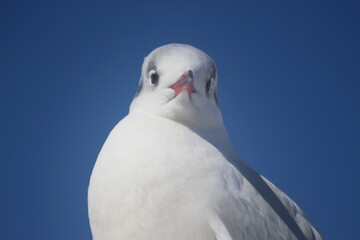 black-headed gull