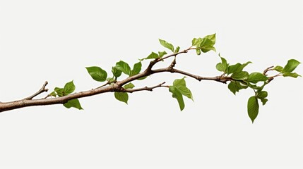Green Tree Branch Isolated UHD Wallpaper