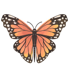Watercolor Orange butterfly isolated on white