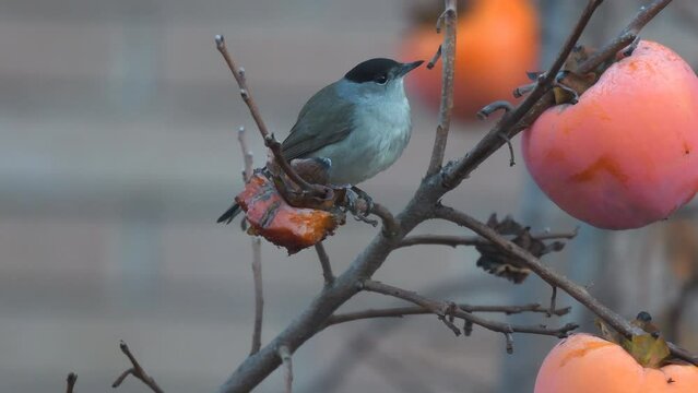 Capinera su ramo in giardino che mangia frutta