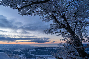 Panoramic view with tree from a summit onto Lake Constance during blue hour  in winter