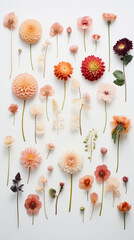 Dahlia flowers on white background. Flat lay, top view