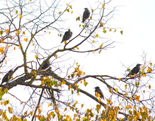 Stars,Singvogel auf der Reise.