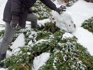 Helping evergreens recover from heavy snow. A gardener cleans snow from thuja and junipers. Winter work in the garden 