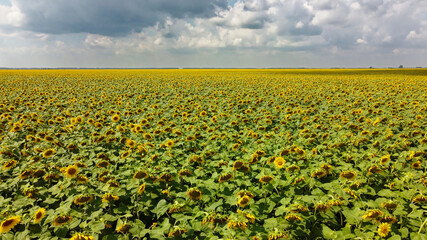 A field of sunflowers under a cloudy sky.