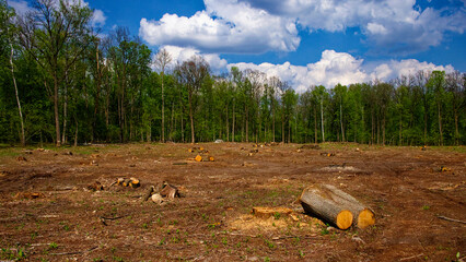 A field of cut trees with a lush green forest backdrop and blue sky.