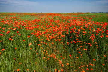 Red poppy flowers fill the frame, with a clear sky backdrop.