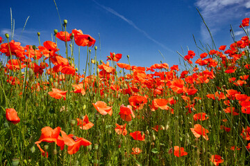 A field of bright red poppies against a clear blue sky.