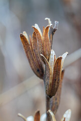 Close-up of dried flower buds in winter - muted colors 